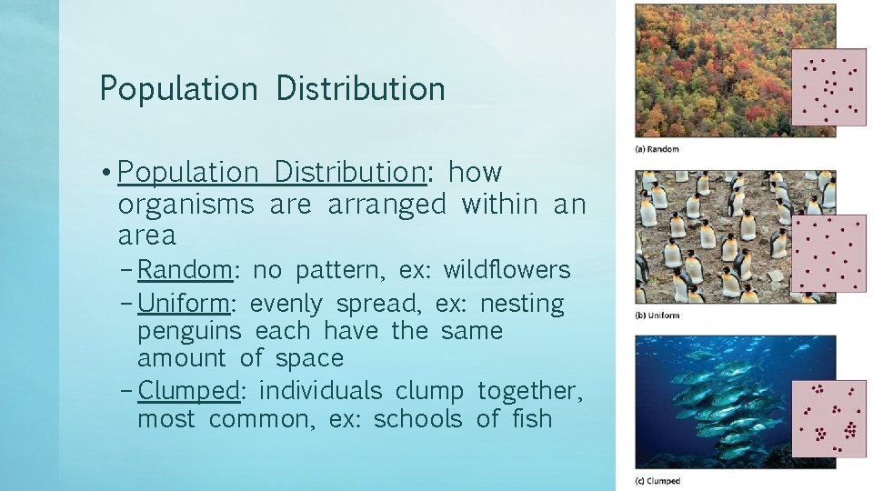 Population Distribution • Population Distribution: how organisms are arranged within an area – Random: