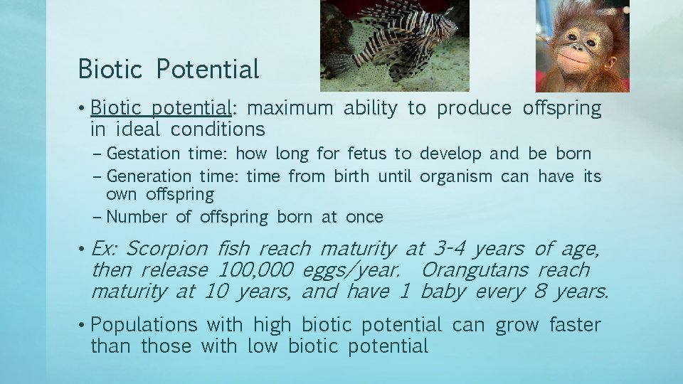 Biotic Potential • Biotic potential: maximum ability to produce offspring in ideal conditions –