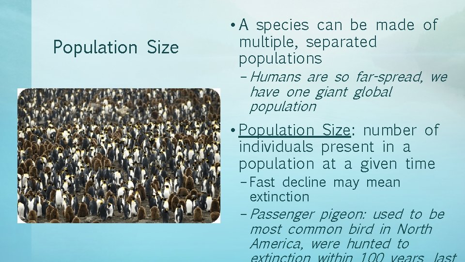 Population Size • A species can be made of multiple, separated populations – Humans