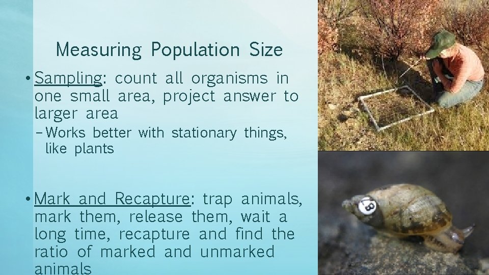 Measuring Population Size • Sampling: count all organisms in one small area, project answer