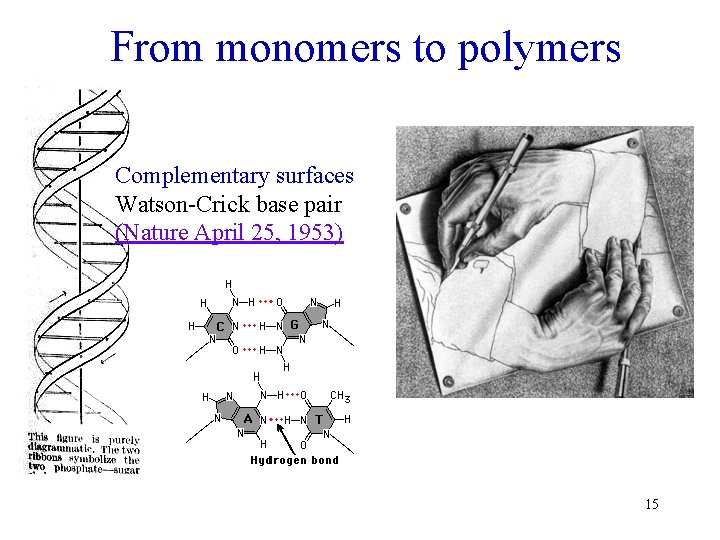 From monomers to polymers Complementary surfaces Watson-Crick base pair (Nature April 25, 1953) 15