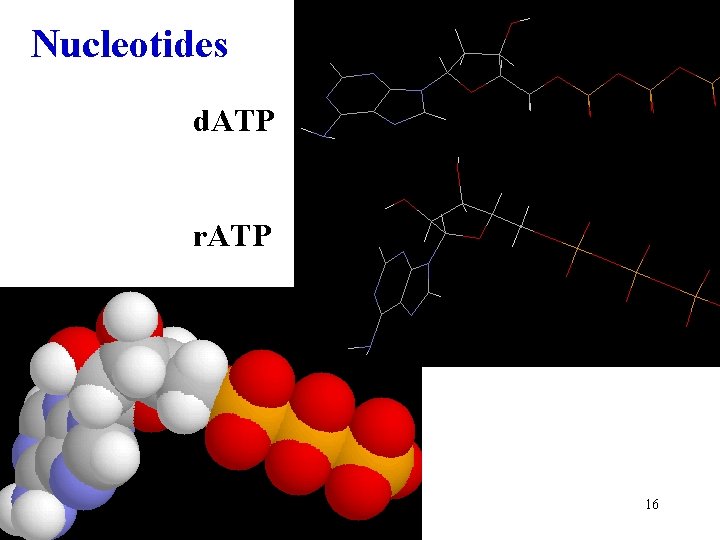 Nucleotides d. ATP r. ATP 16 