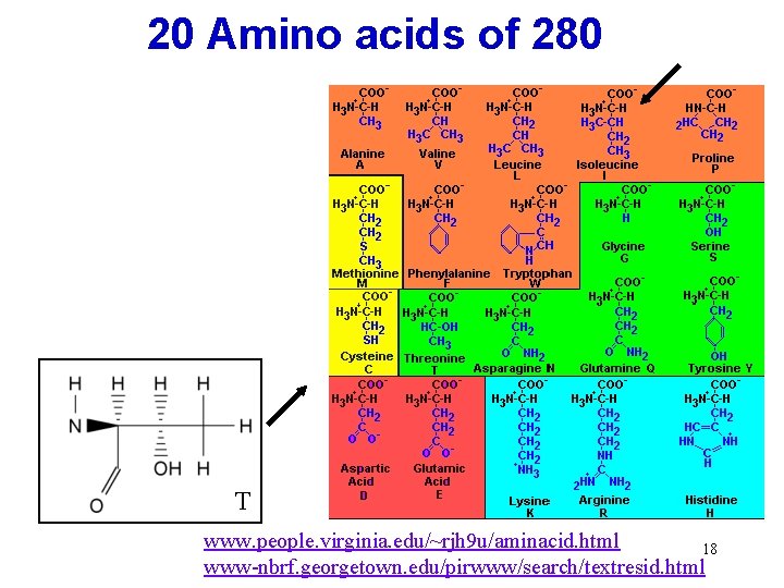 20 Amino acids of 280 T www. people. virginia. edu/~rjh 9 u/aminacid. html 18