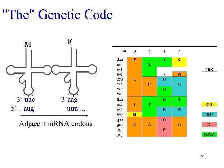 "The" Genetic Code M 3’ uac 5'. . . aug F 3’aag uuu. .