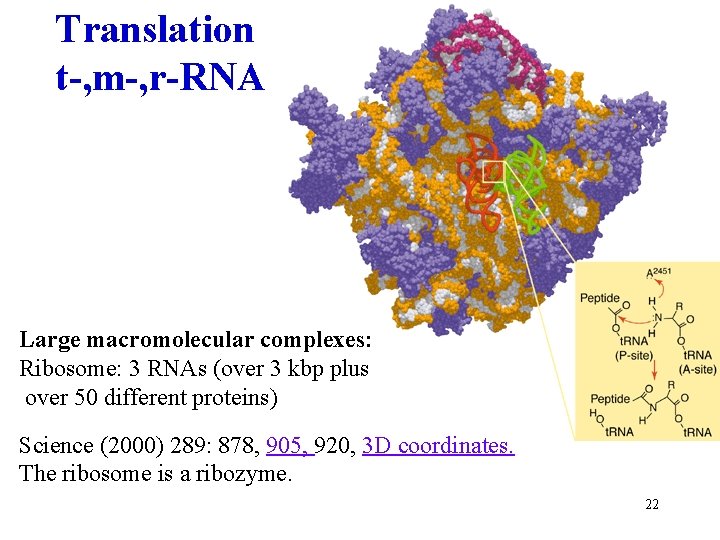 Translation t-, m-, r-RNA Large macromolecular complexes: Ribosome: 3 RNAs (over 3 kbp plus