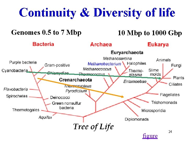 Continuity & Diversity of life Genomes 0. 5 to 7 Mbp 10 Mbp to