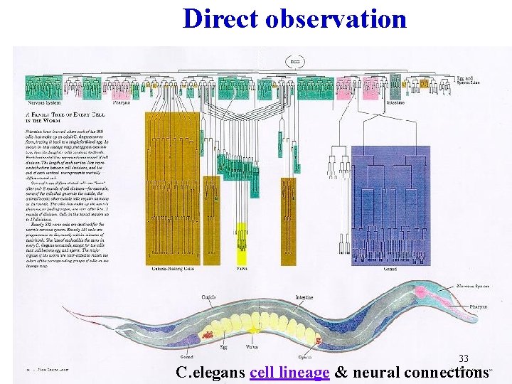 Direct observation 33 C. elegans cell lineage & neural connections 