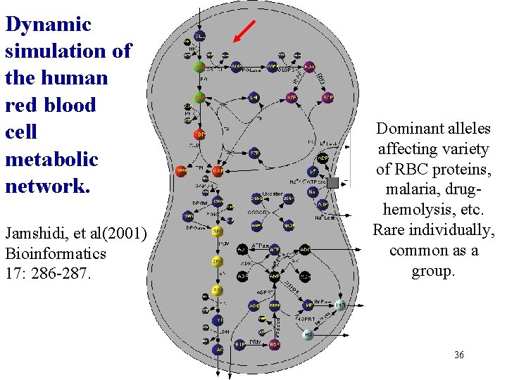 Dynamic simulation of the human red blood cell metabolic network. Jamshidi, et al(2001) Bioinformatics