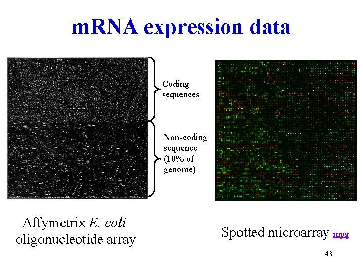 m. RNA expression data Coding sequences Non-coding sequence (10% of genome) Affymetrix E. coli