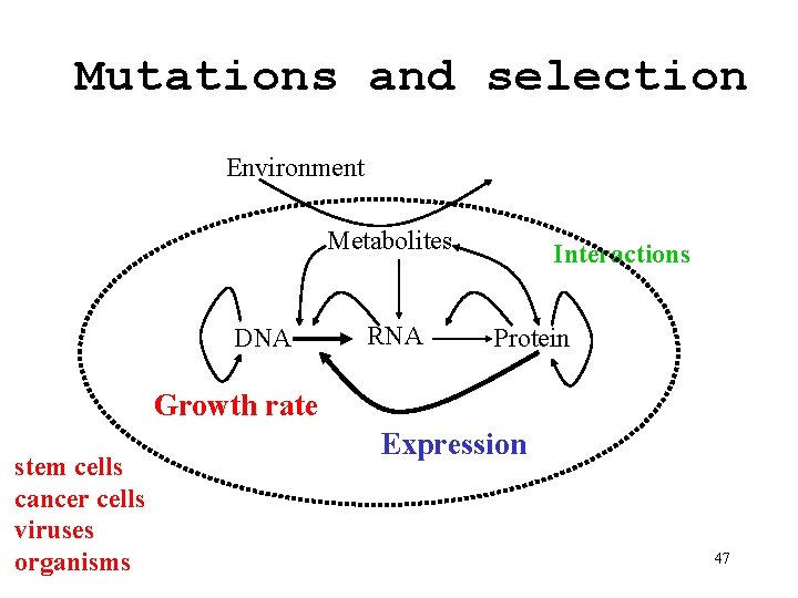 Mutations and selection Environment Metabolites DNA RNA Interactions Protein Growth rate stem cells cancer