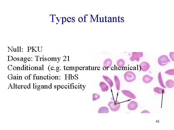 Types of Mutants Null: PKU Dosage: Trisomy 21 Conditional (e. g. temperature or chemical)