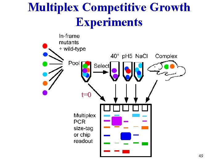 Multiplex Competitive Growth Experiments t=0 49 