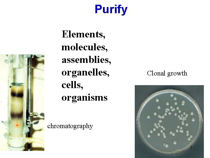 Purify Elements, molecules, assemblies, organelles, cells, organisms Clonal growth chromatography 5 