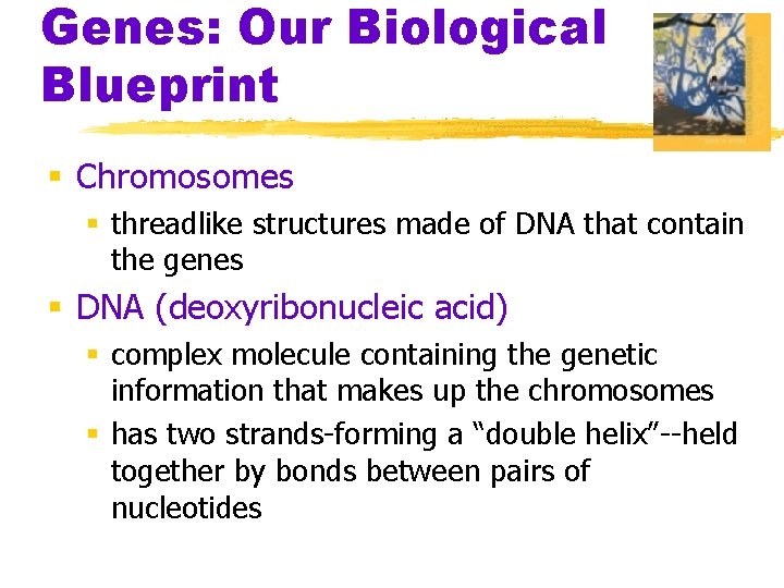 Genes: Our Biological Blueprint § Chromosomes § threadlike structures made of DNA that contain