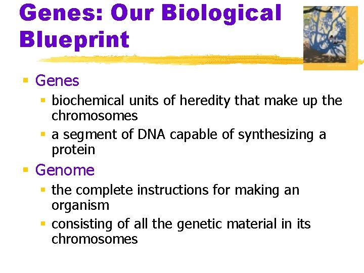 Genes: Our Biological Blueprint § Genes § biochemical units of heredity that make up