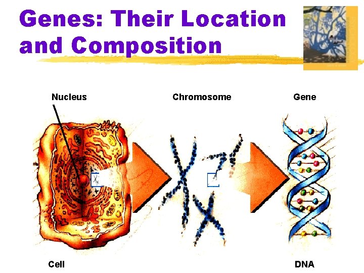 Genes: Their Location and Composition Nucleus Cell Chromosome Gene DNA 