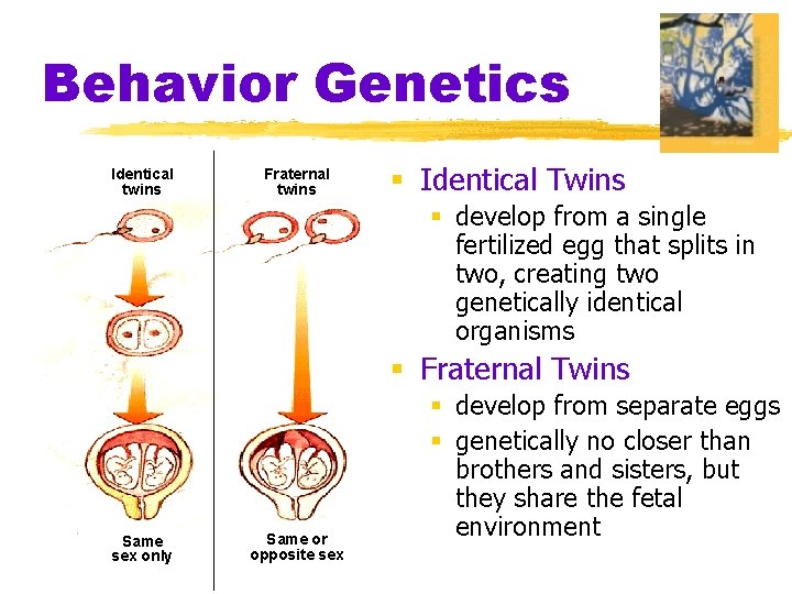 Behavior Genetics Identical twins Fraternal twins § Identical Twins § develop from a single