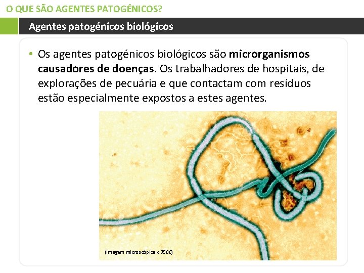 O QUE SÃO AGENTES PATOGÉNICOS? Agentes patogénicos biológicos • Os agentes patogénicos biológicos são