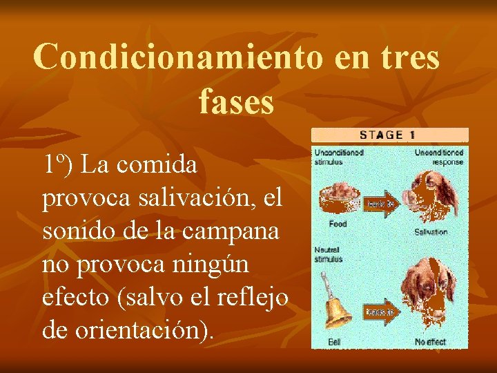 Condicionamiento en tres fases 1º) La comida provoca salivación, el sonido de la campana