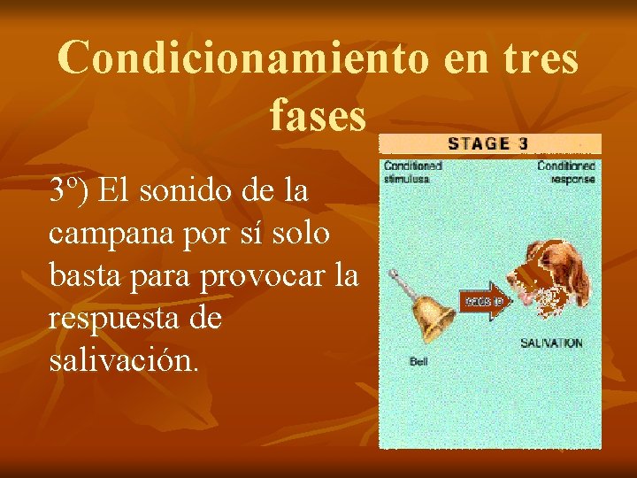 Condicionamiento en tres fases 3º) El sonido de la campana por sí solo basta