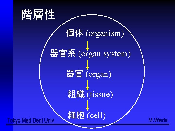 階層性 個体 (organism) 器官系 (organ system) 器官 (organ) 組織 (tissue) 細胞 (cell) 