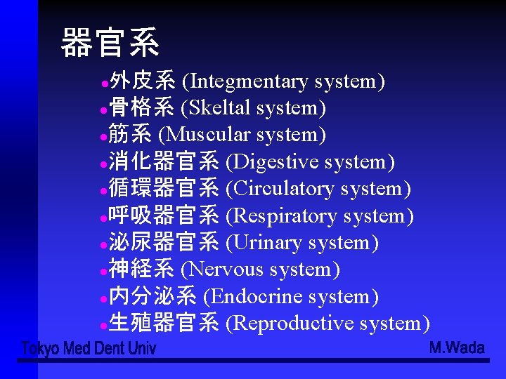 器官系 外皮系 (Integmentary system) ●骨格系 (Skeltal system) ●筋系 (Muscular system) ●消化器官系 (Digestive system) ●循環器官系