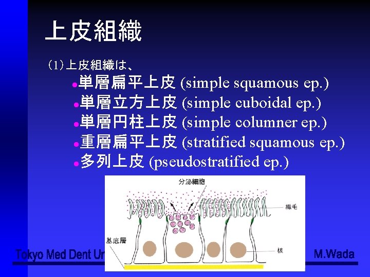 上皮組織 （1）上皮組織は、 単層扁平上皮 (simple squamous ep. ) ●単層立方上皮 (simple cuboidal ep. ) ●単層円柱上皮 (simple