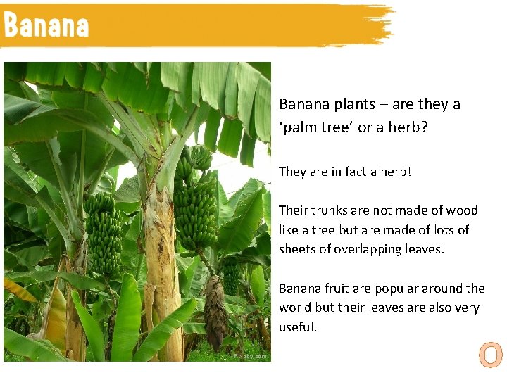 Camel 2 Banana plants – are they a ‘palm tree’ or a herb? They