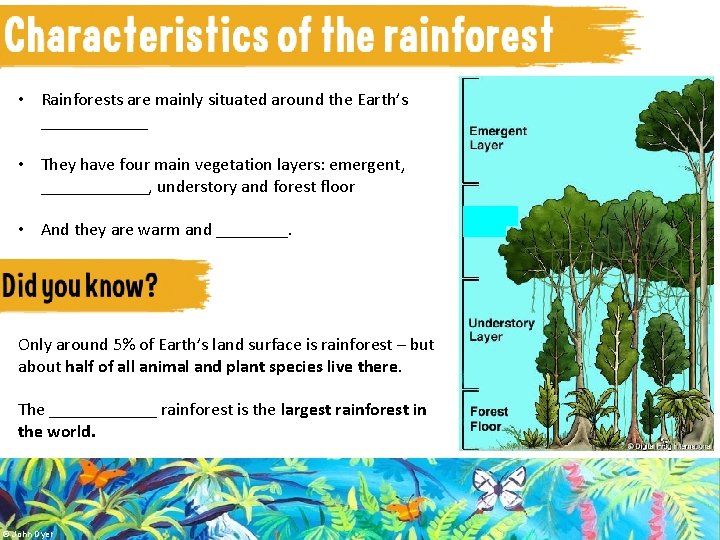  • Rainforests are mainly situated around the Earth’s ______ • They have four