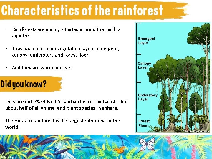  • Rainforests are mainly situated around the Earth’s equator • They have four
