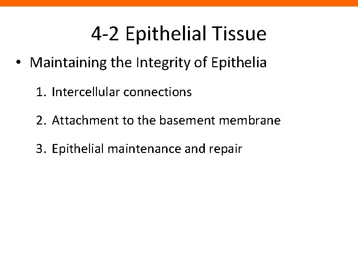 4 -2 Epithelial Tissue • Maintaining the Integrity of Epithelia 1. Intercellular connections 2.