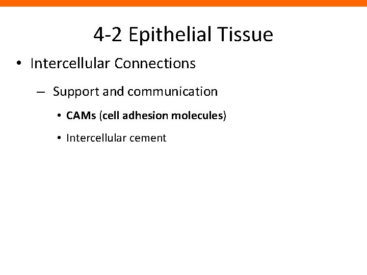 4 -2 Epithelial Tissue • Intercellular Connections – Support and communication • CAMs (cell