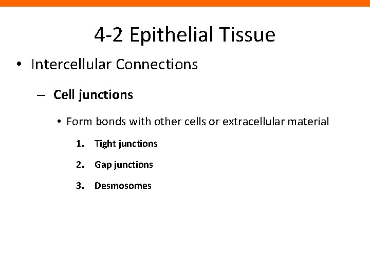 4 -2 Epithelial Tissue • Intercellular Connections – Cell junctions • Form bonds with