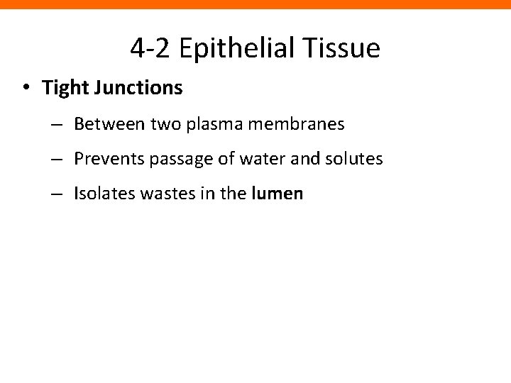 4 -2 Epithelial Tissue • Tight Junctions – Between two plasma membranes – Prevents