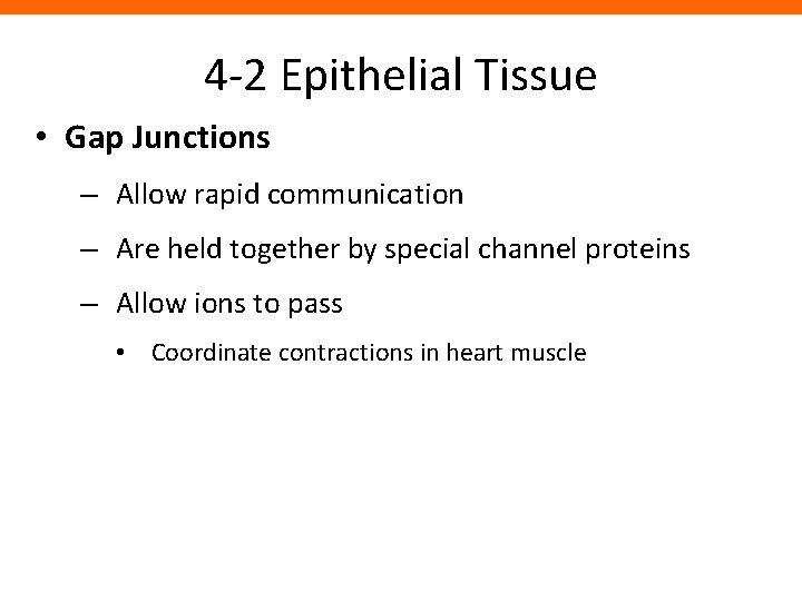 4 -2 Epithelial Tissue • Gap Junctions – Allow rapid communication – Are held