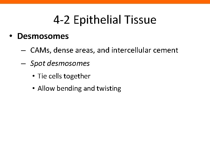 4 -2 Epithelial Tissue • Desmosomes – CAMs, dense areas, and intercellular cement –