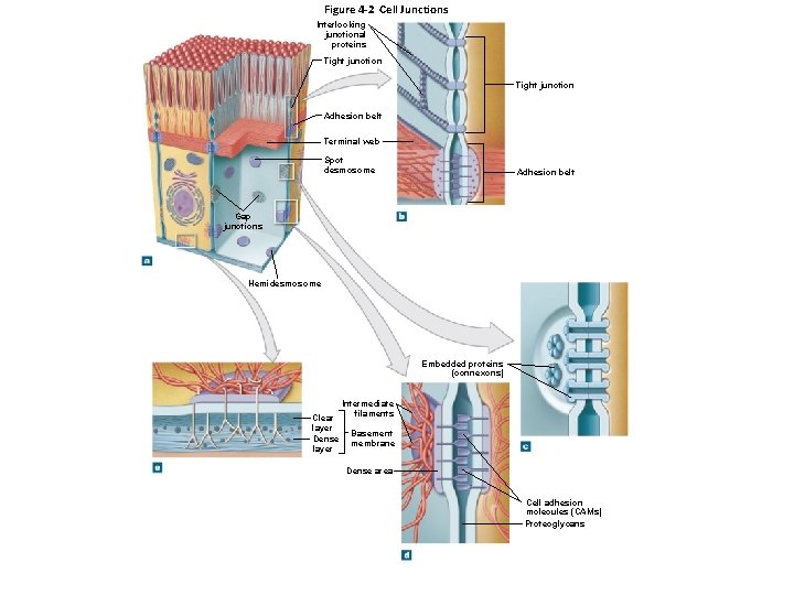 Figure 4 -2 Cell Junctions Interlocking junctional proteins Tight junction Adhesion belt Terminal web