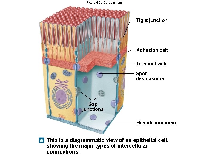 Figure 4 -2 a Cell Junctions Tight junction Adhesion belt Terminal web Spot desmosome