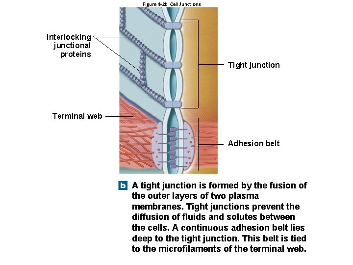Figure 4 -2 b Cell Junctions Interlocking junctional proteins Tight junction Terminal web Adhesion