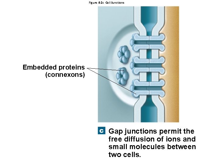 Figure 4 -2 c Cell Junctions Embedded proteins (connexons) Gap junctions permit the free