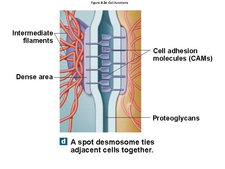 Figure 4 -2 d Cell Junctions Intermediate filaments Cell adhesion molecules (CAMs) Dense area