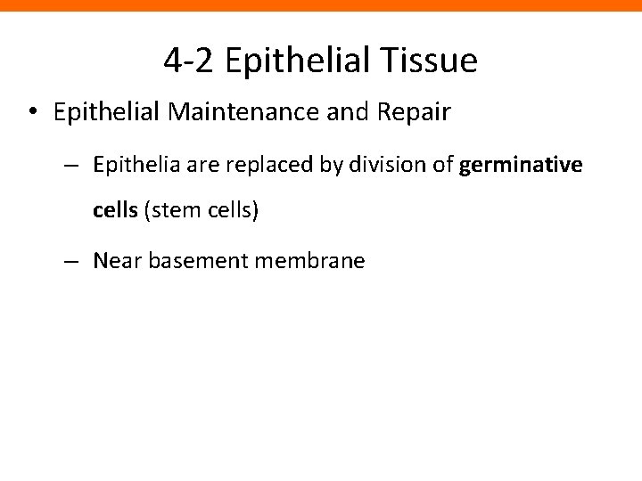 4 -2 Epithelial Tissue • Epithelial Maintenance and Repair – Epithelia are replaced by