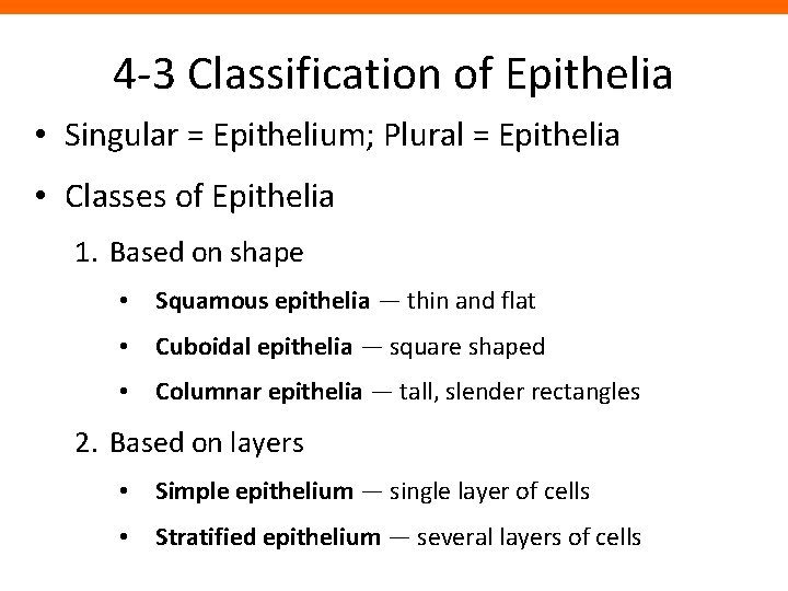 4 -3 Classification of Epithelia • Singular = Epithelium; Plural = Epithelia • Classes