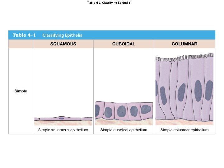 Table 4 -1 Classifying Epithelia 