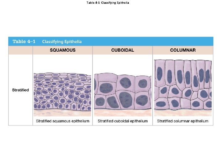 Table 4 -1 Classifying Epithelia 