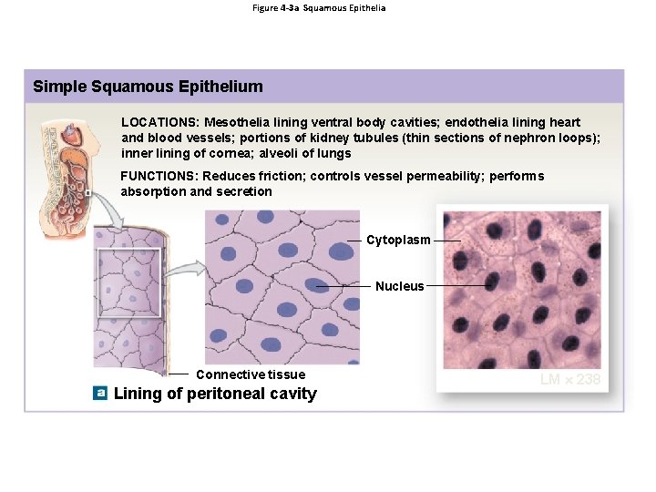 Figure 4 -3 a Squamous Epithelia Simple Squamous Epithelium LOCATIONS: Mesothelia lining ventral body