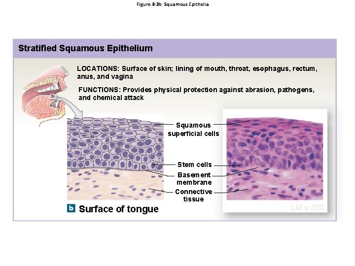 Figure 4 -3 b Squamous Epithelia Stratified Squamous Epithelium LOCATIONS: Surface of skin; lining