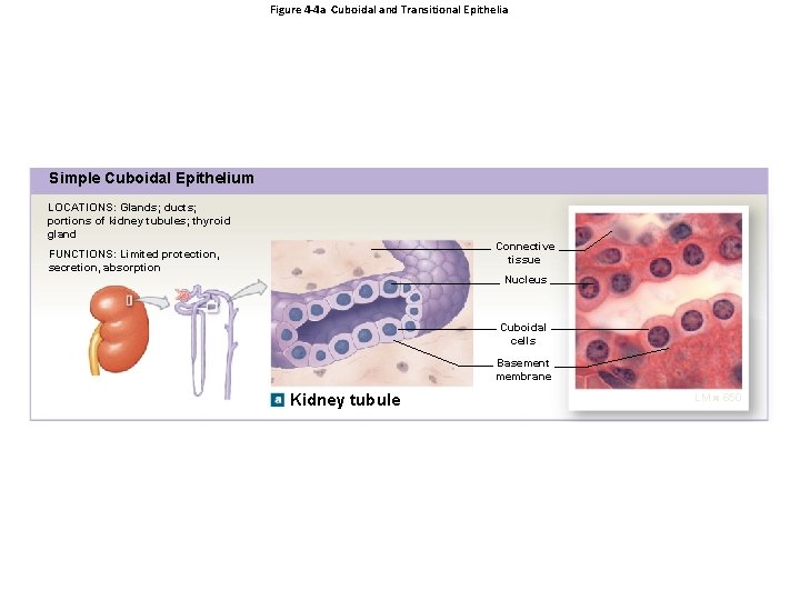 Figure 4 -4 a Cuboidal and Transitional Epithelia Simple Cuboidal Epithelium LOCATIONS: Glands; ducts;