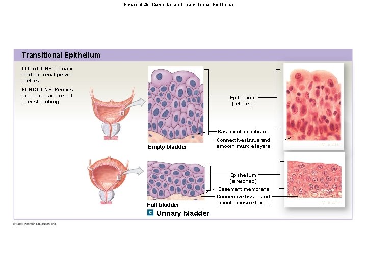 Figure 4 -4 c Cuboidal and Transitional Epithelia Transitional Epithelium LOCATIONS: Urinary bladder; renal