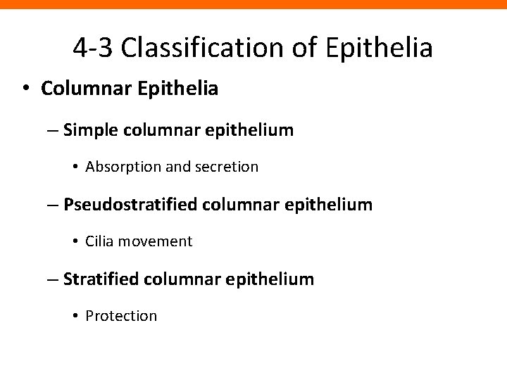4 -3 Classification of Epithelia • Columnar Epithelia – Simple columnar epithelium • Absorption
